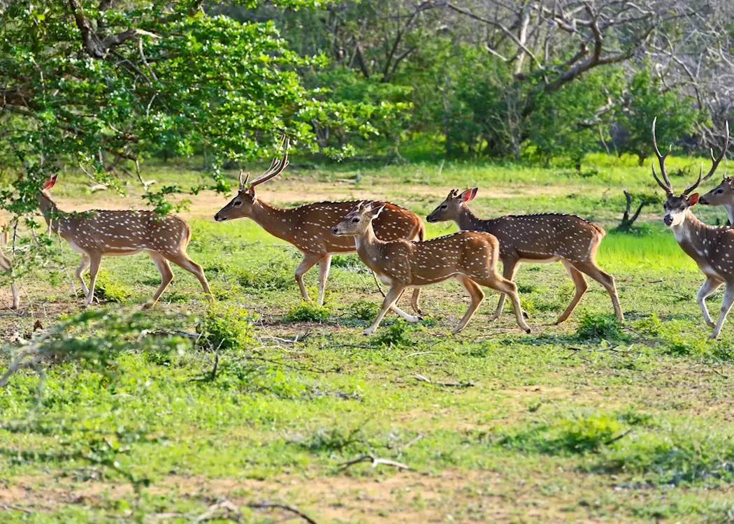 Yala National Park